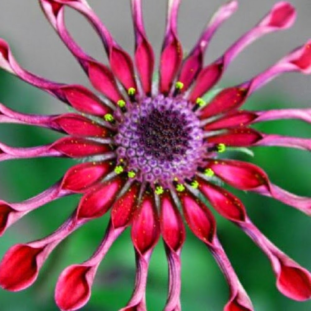 Meet your Posher, Dl